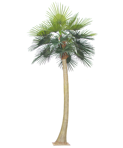 Big palm Kwai Y8327-22-1LS